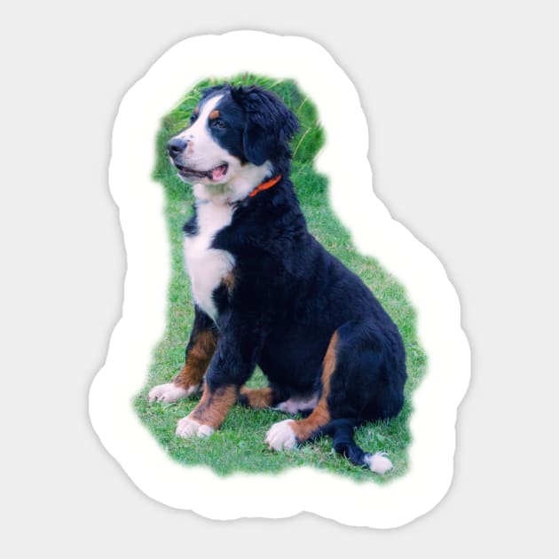 Bernese Mountain Dog Sticker by MarionsArt